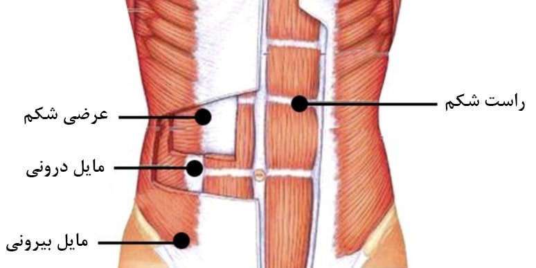 4 گروه عضلات شکم