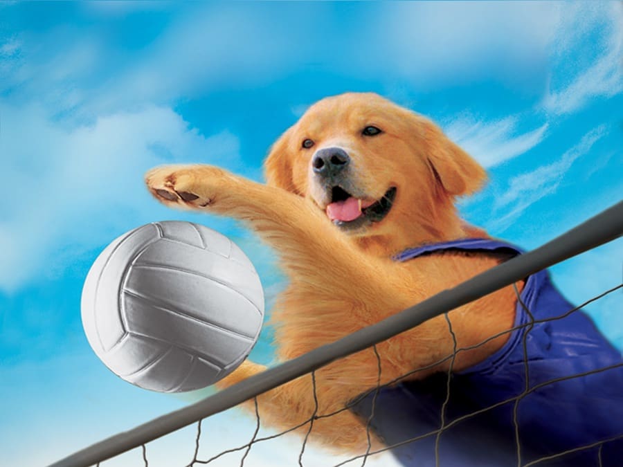 فیلم والیبالی Air Bud: Spikes Back